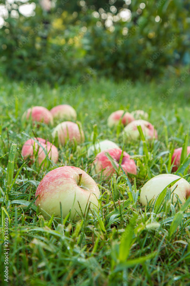Red apples on green grass in the orchard Red apples on green grass in the orchard