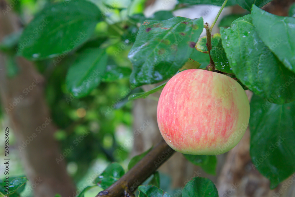 Large ripe apple on a tree branch in an orchard. Large ripe apple on a tree branch in an orchard.