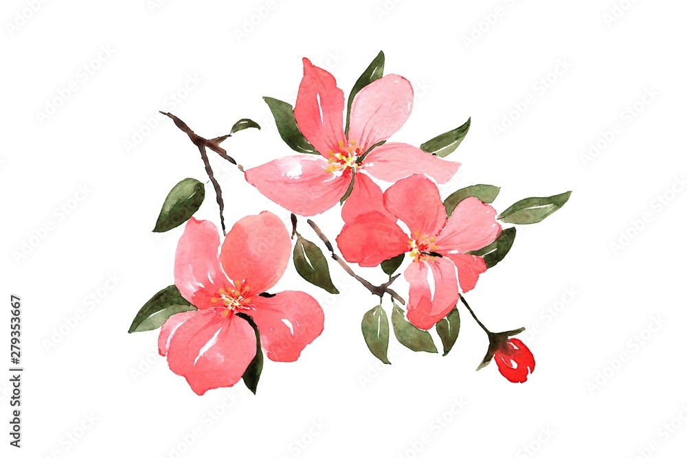 Fototapeta premium Apple tree branch with delicate pink flowers and buds - illustration