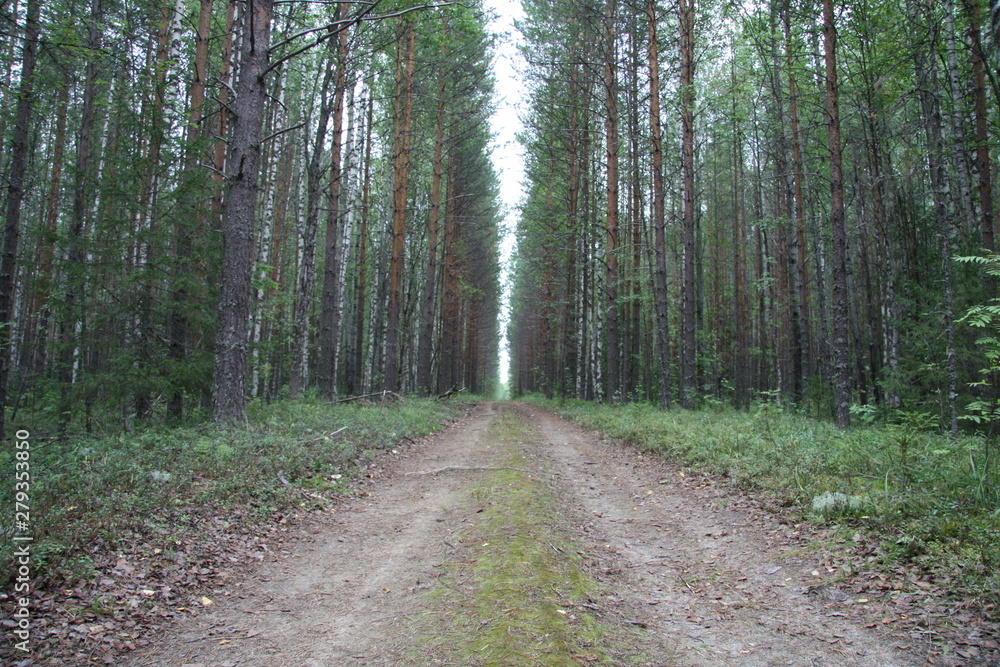 Fototapeta premium Forest road in russia pines forest