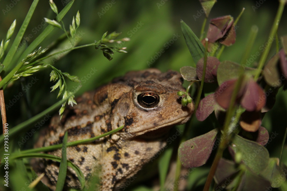 Obraz premium frog in grass