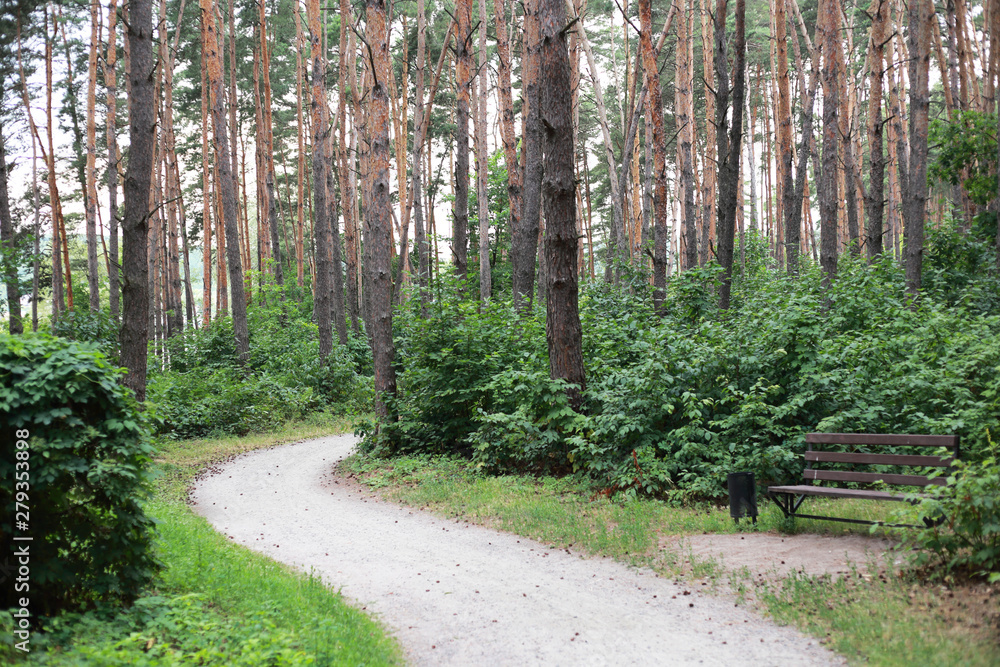 Obraz premium pine forest in the Park near the lake