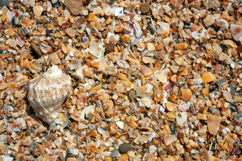 Seashells on the seashore on a sunny day. Seashore from seashells Seashells on the seashore on a sunny day. Seashore from seashells