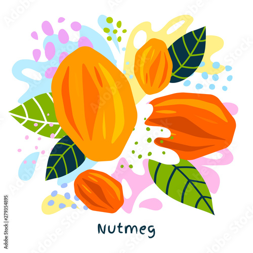 Fresh nutmeg juice splash organic food condiment spice splatter. Spicy herbs nuts. Abstract colorful art splatter splash background. Vector hand drawn illustration