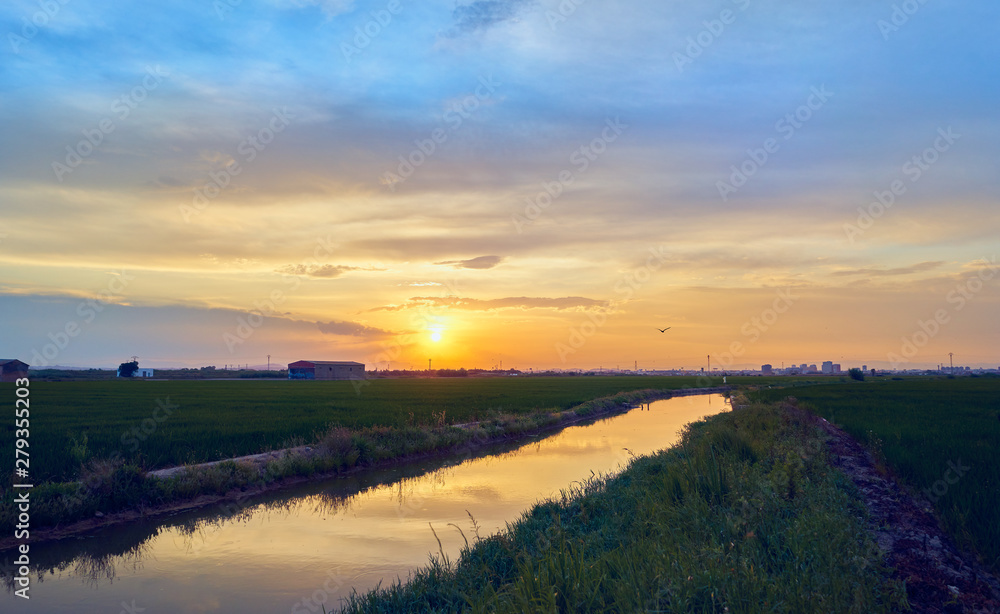 Sunset in the green fields cultivated with rice plants. July in the Albufera of Valencia