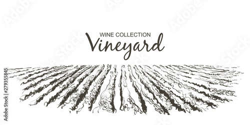 Vine hills landscape. Vector line sketch illustration