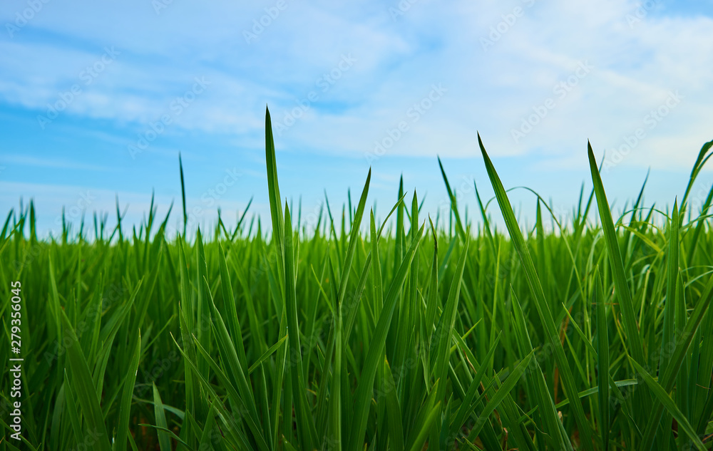 Green fields cultivated with rice plants. July in the Albufera of Valencia Green fields cultivated with rice plants. July in the Albufera of Valencia