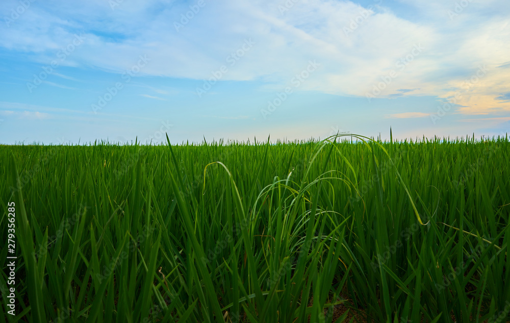Obraz premium Green fields cultivated with rice plants. July in the Albufera of Valencia