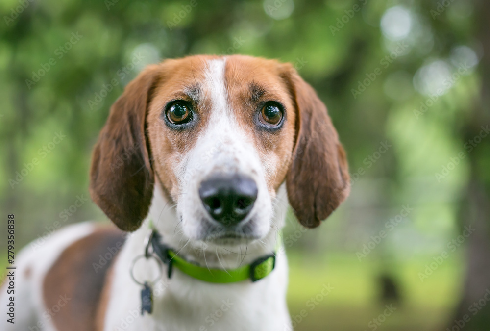 A Foxhound mixed breed dog wearing a collar and tags outdoors