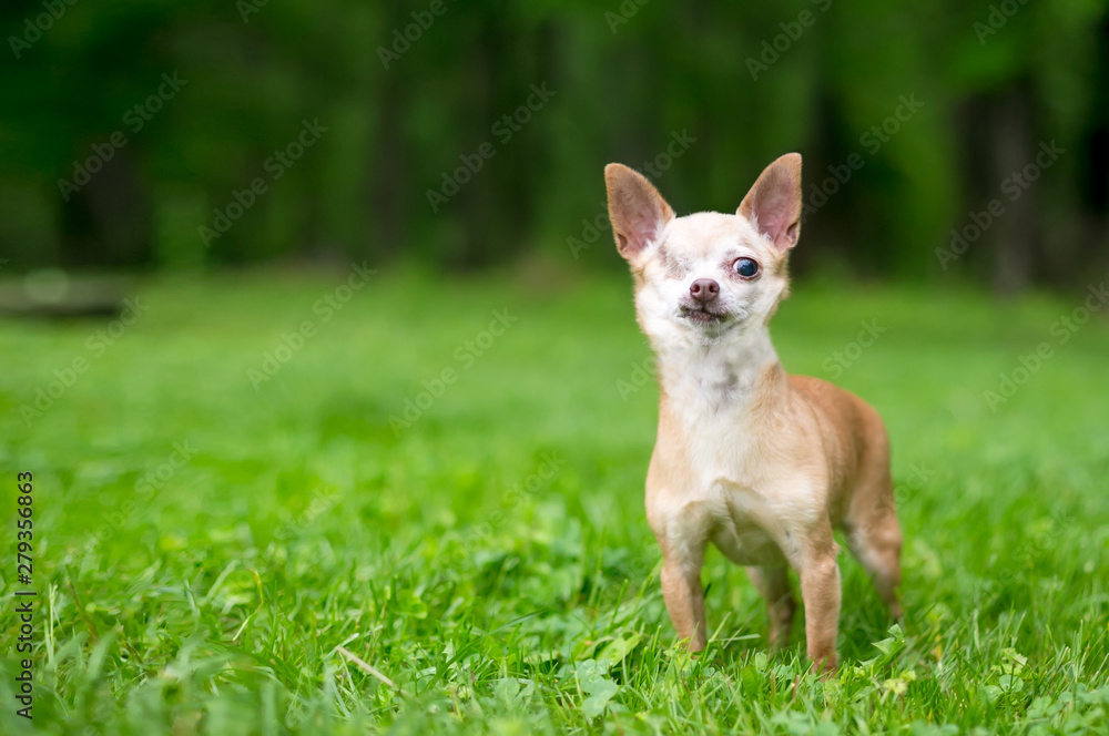 A one-eyed Chihuahua dog standing outdoors