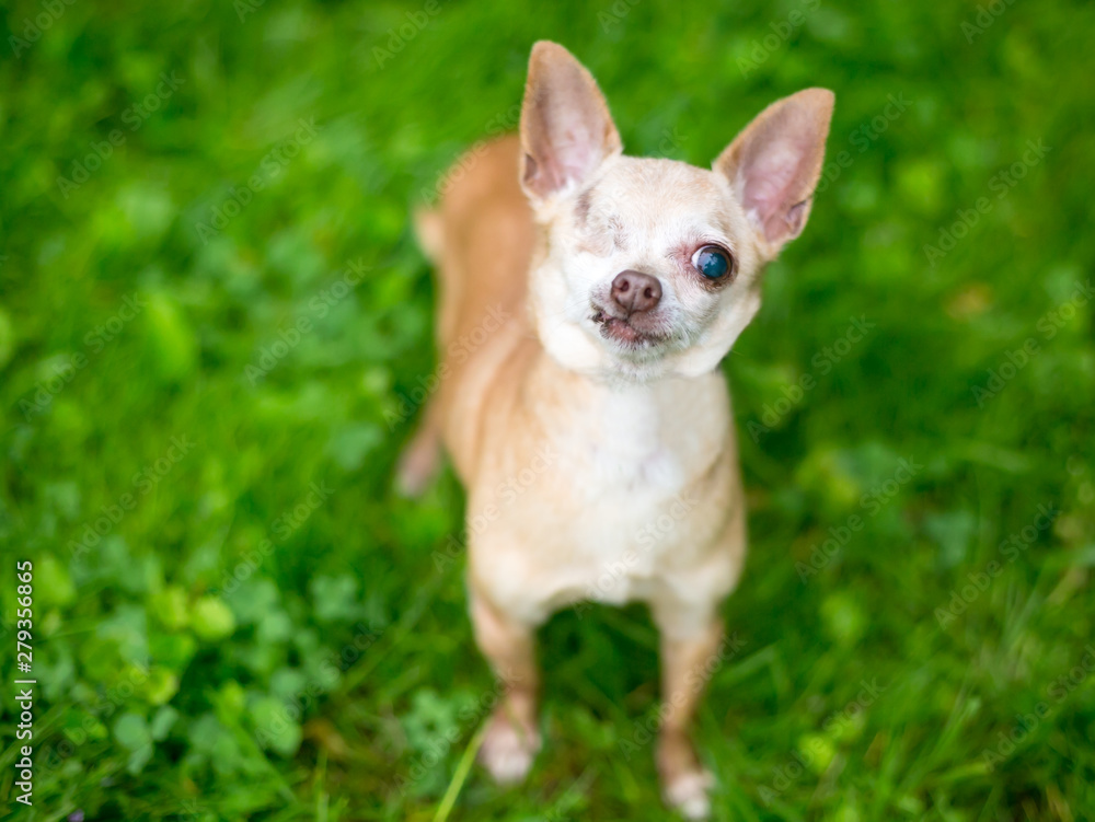 A one-eyed Chihuahua dog looking up at the camera