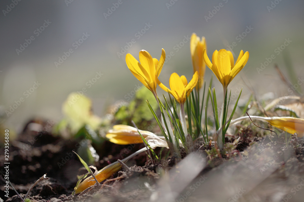 Crocuses grow under snow on a spring sunny day. Beautiful yellow primroses in the garden. Crocuses grow under snow on a spring sunny day. Beautiful yellow primroses in the garden.