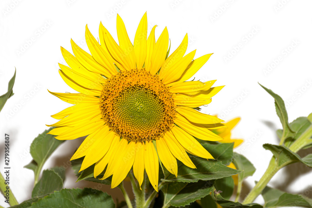 Obraz premium Sonnenblume