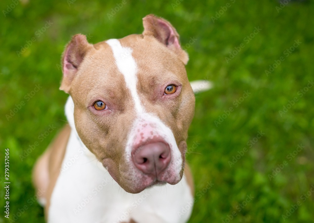A red and white Pit Bull Terrier mixed breed dog with cropped ears