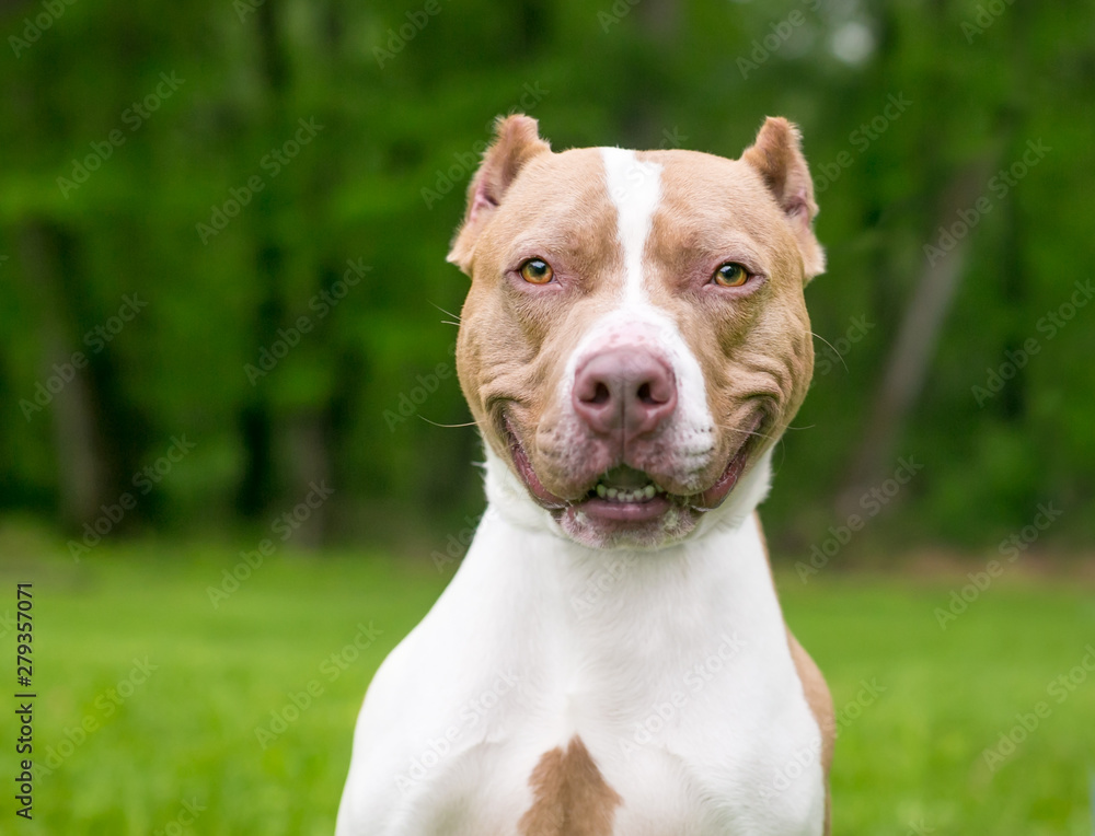 A happy red and white Pit Bull Terrier mixed breed dog with cropped ears