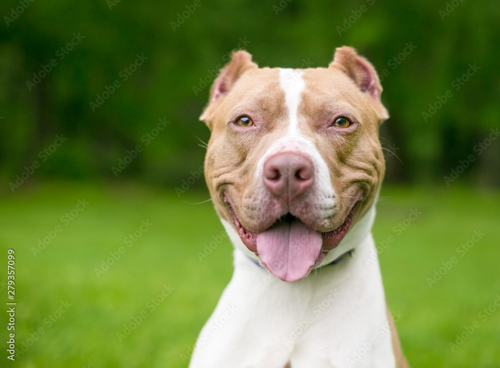 A happy red and white Pit Bull Terrier mixed breed dog with cropped ears A happy red and white Pit Bull Terrier mixed breed dog with cropped ears