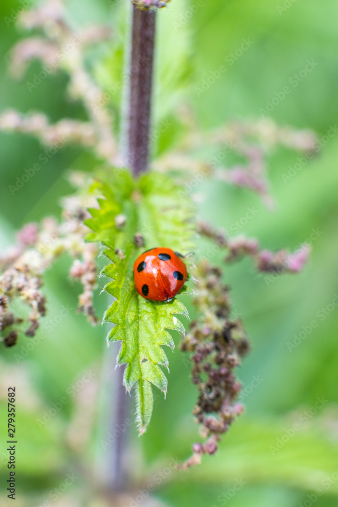 Macro photography of insects, bees, fly all made in outdoors, green background, wallpaper Macro photography of insects, bees, fly all made in outdoors, green background, wallpaper
