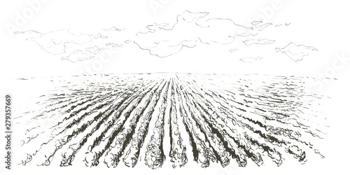 Rural landscape field . Hand drawn vector illustration. Countryside landscape. Engraving style