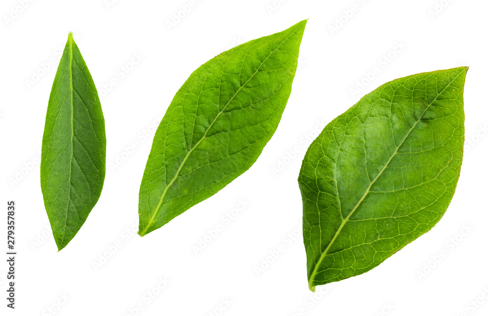 Close-up front green leaves of cranberry (blue bilberries - Vaccinium corymbosum). Isolated on white background. Close-up front green leaves of cranberry (blue bilberries - Vaccinium corymbosum). Isolated on white background.