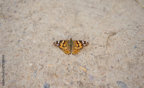 orange and brown butterfly perched on the ground