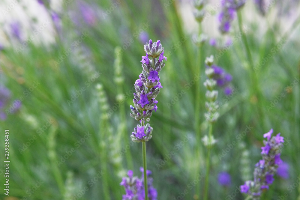 Obraz premium Purple Lavender flowers on green nature background in sunny day. Bright violet flowers for herbal medicine.