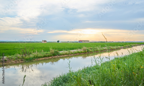 Green fields cultivated with rice plants. July in the Albufera of Valencia