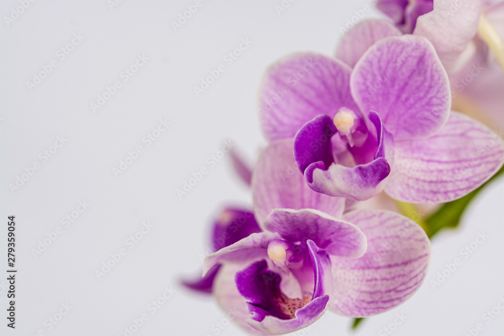 Beautiful white and purple orchid flowers on white background Beautiful white and purple orchid flowers on white background
