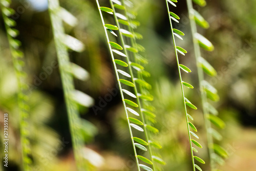 Branches with leaves photo