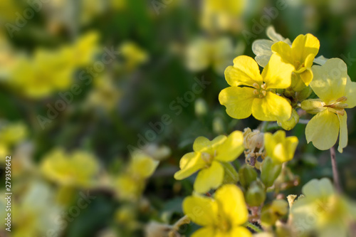 wild yellow flowers close-up with blurred background