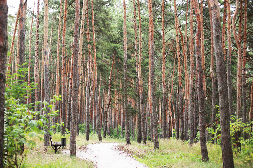 Obraz premium pine forest in the Park near the lake