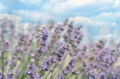Beautiful lavender flower in garden, sky and clouds in background