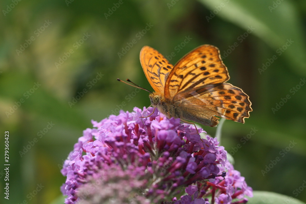 Obraz premium Perlmutterfalter