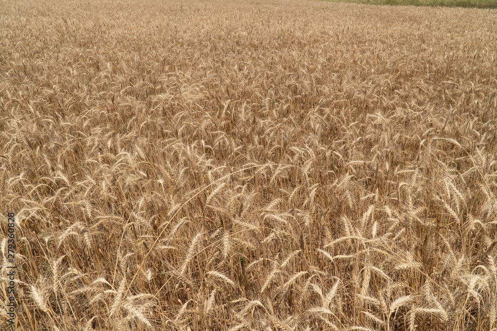 Ripe ears of wheat swaying from the gentle wind. Wheat field ready to harvest. Ripe ears of wheat swaying from the gentle wind. Wheat field ready to harvest.