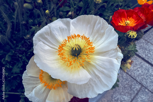 close up view of white cultivated iceland poppies
