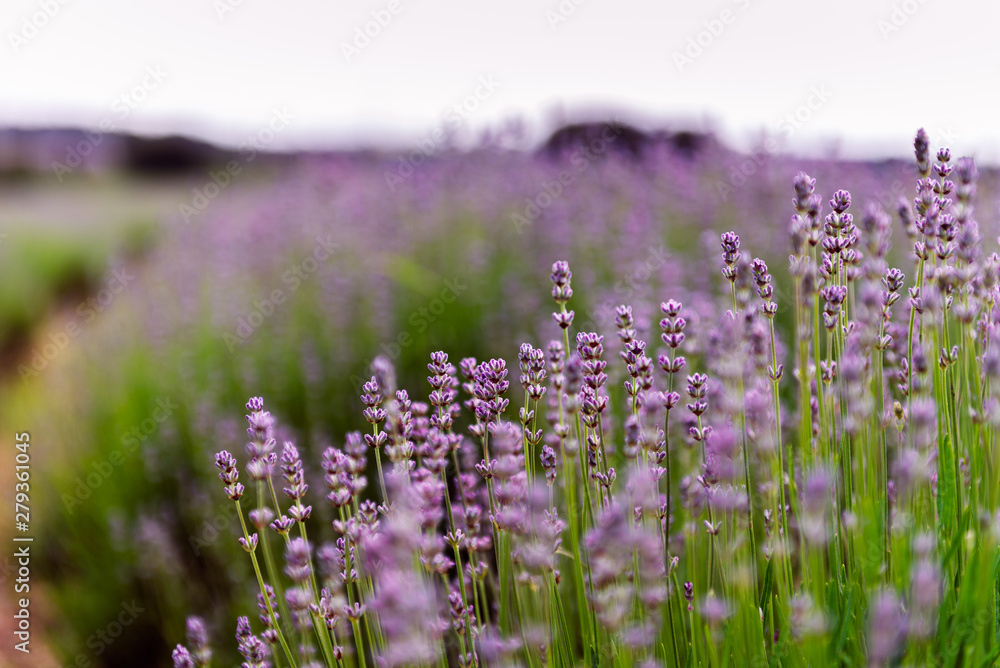 Naklejka premium Field of organic lavender flowers , summer concept