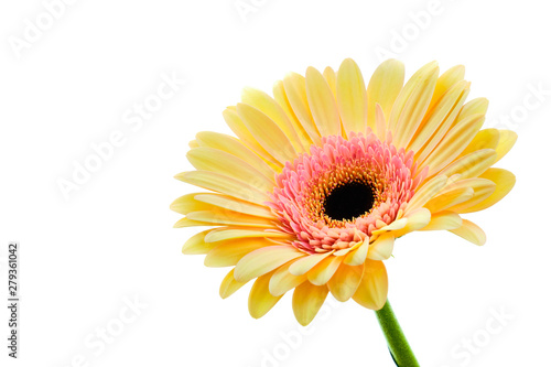 Yellow and pink gerbera flower
