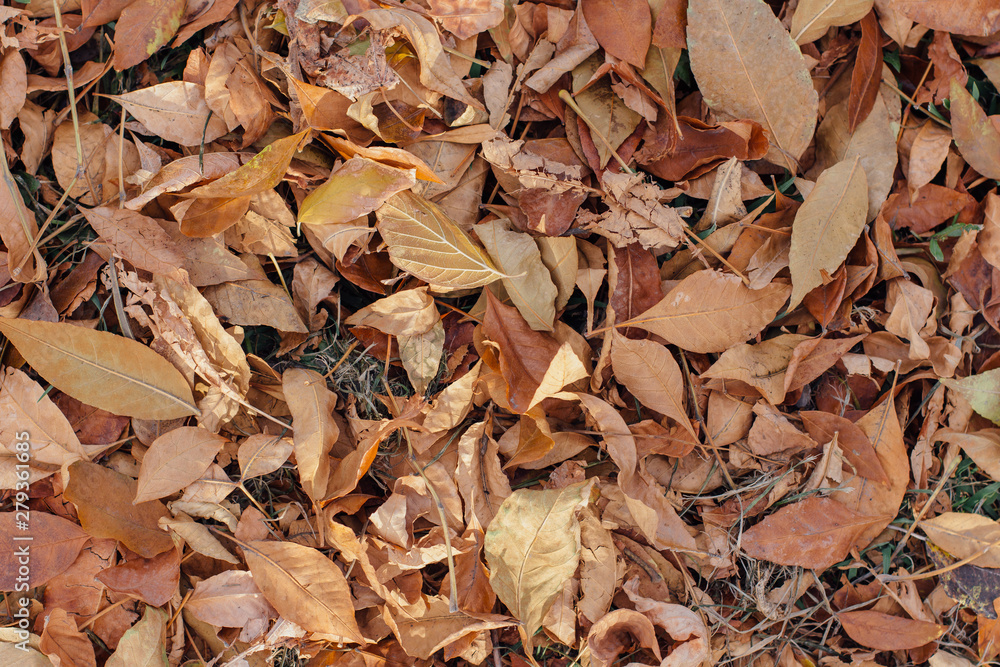 Fallen dry brown autumn leaves on the ground