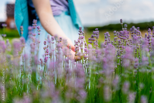 Girl in the field of organic lavender flowers