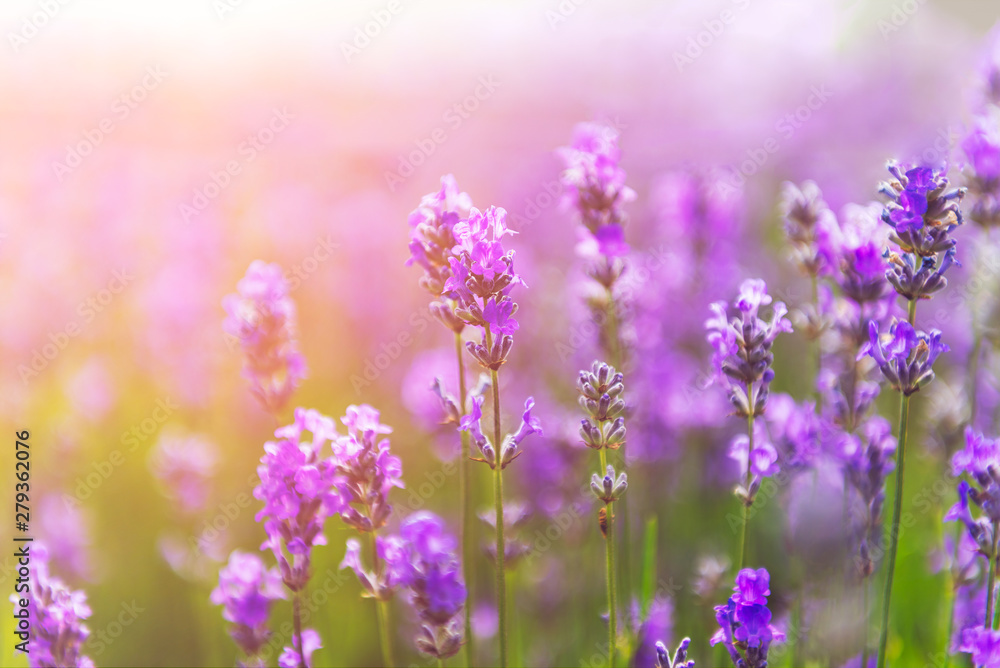 Obraz premium Field of organic lavender flowers , summer concept