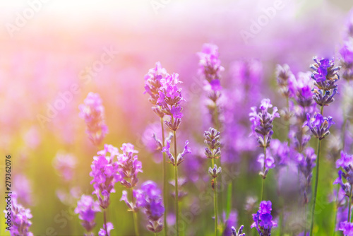 Field of organic lavender flowers   summer concept