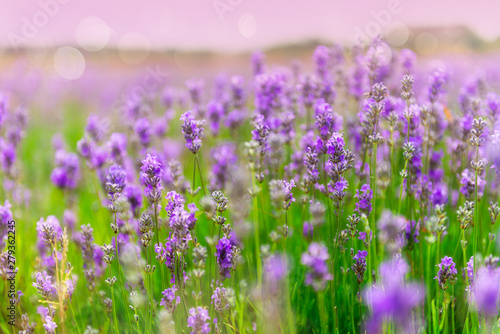 Field of organic lavender flowers , summer concept