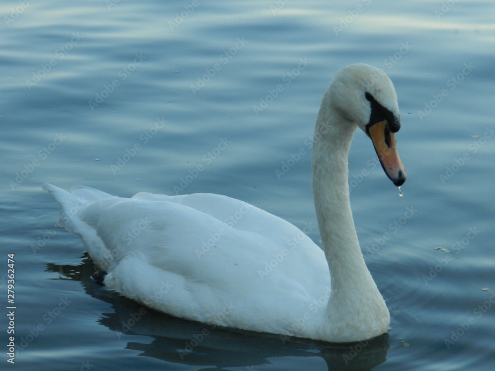 cygne cygne