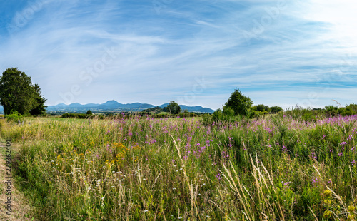 fleurs des champs chaine des puys