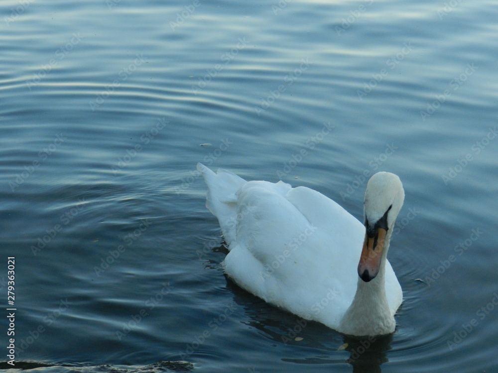Fototapeta premium cygne