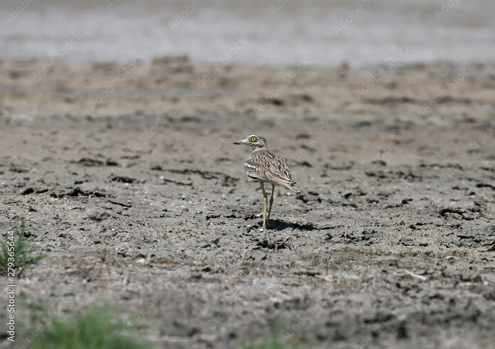 Unusual photos of an unusual bird Eurasian stone-curlew. The adult bird is photographed in a habitat habitat and demonstrates excellent camouflage. Unusual photos of an unusual bird Eurasian stone-curlew. The adult bird is photographed in a habitat habitat and demonstrates excellent camouflage.