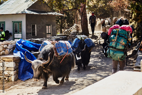 Caravan of big black and white Himalayan yaks with large transport bags at Himalayas trail on the way to Everest base camp, Khumbu valley, Sagarmatha national park, Everest area, Nepal.