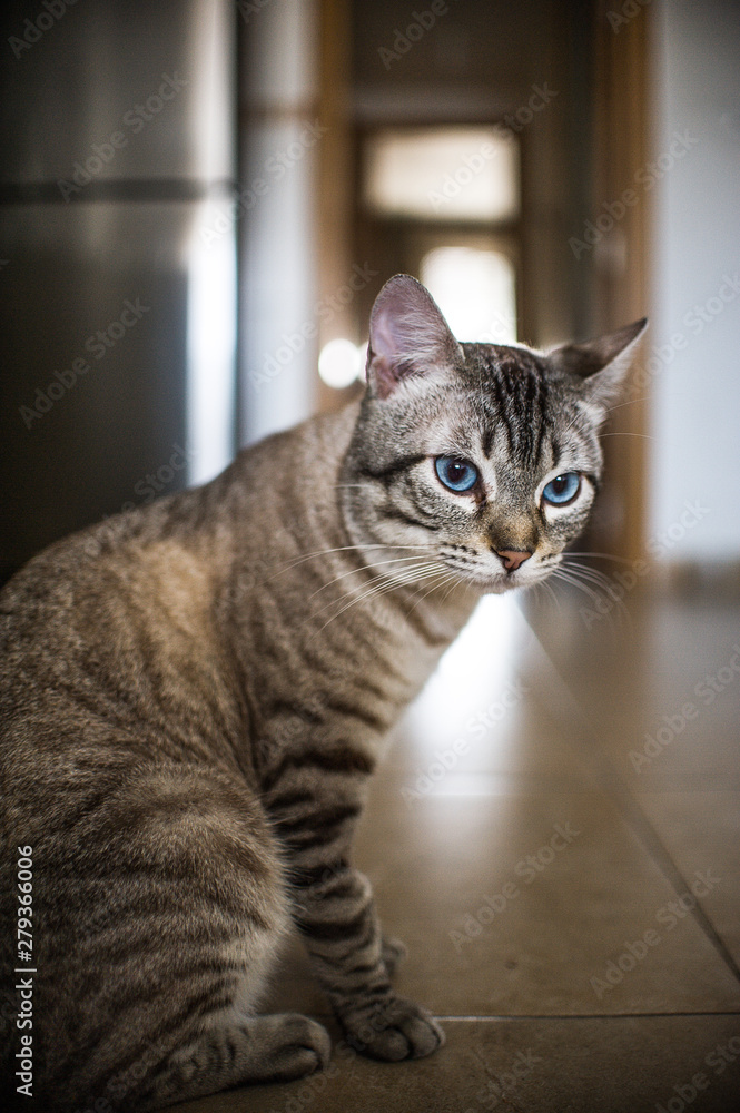 mirada de gato con ojos azules 