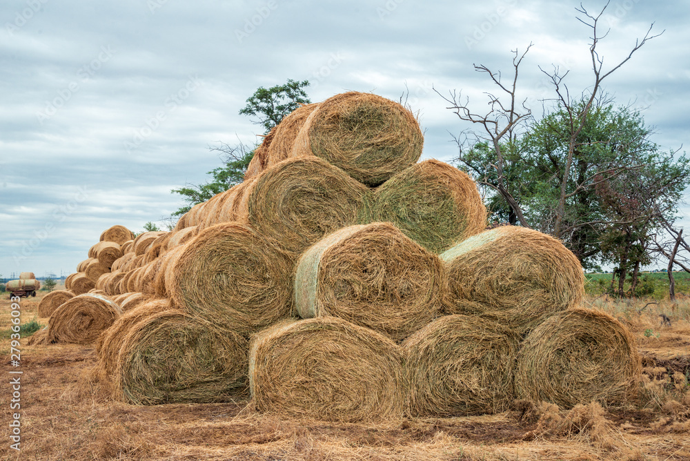A stack of haystacks lying on the Golden field in the late summer after the harvesting of the crops. Pyramid of yellow rolls of straw. The concept of harvesting, agricultural work, village life A stack of haystacks lying on the Golden field in the late summer after the harvesting of the crops. Pyramid of yellow rolls of straw. The concept of harvesting, agricultural work, village life