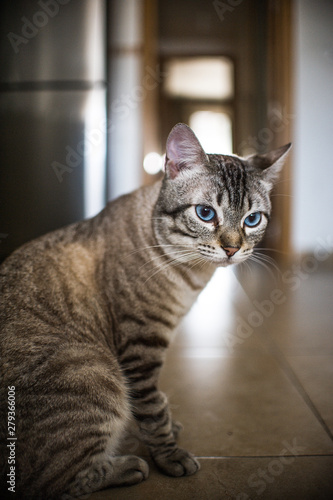 mirada de gato con ojos azules 