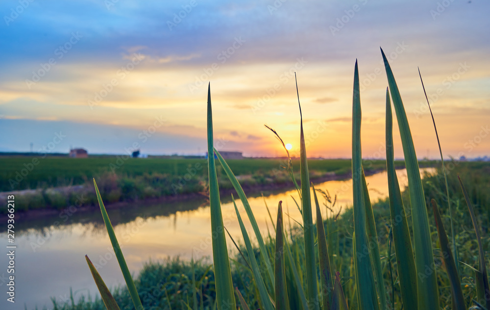 Sunset in the green fields cultivated with rice plants. July in the Albufera of Valencia
